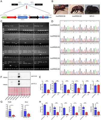 Establishment of transgenic pigs overexpressing human PKD2-D511V mutant